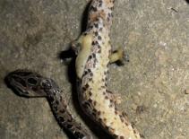 Xôn xao rắn lạ có 2 chân, 10 ngón tại Việt Nam 