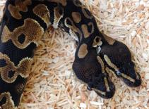 Xuất hiện mãng xà hai đầu... hiền như đất