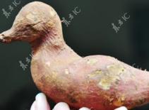 Củ khoai lang giống hệt hình con vịt
