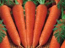 Top 11 thực phẩm tốt cho bạn gái ăn kiêng