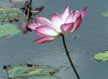 Triển lãm và lấy ý kiến nhân dân về “quốc hoa” 