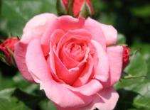 Làm đẹp da bằng tinh dầu hoa hồng