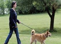 Đổi phân chó lấy vàng