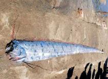 Thanh Hóa: Ngư dân bắt được một con cá lạ