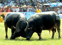 32 trâu tham gia vòng loại chọi trâu truyền thống Đồ Sơn, Hải Phòng