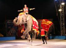 Bốn phương cùng cười 