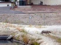 Kinh hãi phát hiện chuột to như... lợn