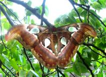 Cận cảnh loài bướm khổng lồ có tên trong Sách đỏ Việt Nam