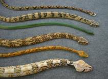 Giấu 7 con rắn trong quần để mang lên máy bay