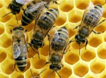 Cụ ông 95 sống sót sau khi bị ong đốt 400 vết