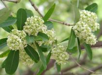 Hoa sữa nhả hương trong gió