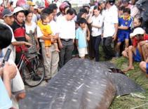 Bắt cá nhám to bằng chiếc ghe