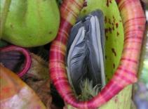  Xem cây “ăn thịt” chim sẻ