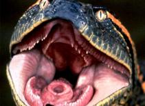 Rợn người với cảnh trăn nuốt con mồi 