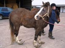 Chú ngựa có bộ móng như đi hài của Aladdin