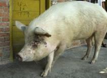 Trung Quốc nhân bản “lợn anh hùng”