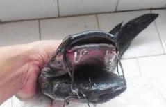 Cá trê đen hai đầu, 10 râu kỳ quái xuất hiện ở Trung Quốc 