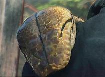 Kỷ lục trăn nuôi nhốt lớn nhất thế giới 