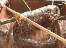 Kinh hoàng trăn nuốt sống người