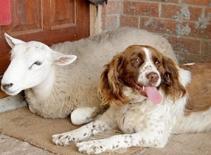 Chú cừu có thói quen sinh hoạt như chó