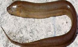 Đi spa, bị lươn chui vào “của quý”