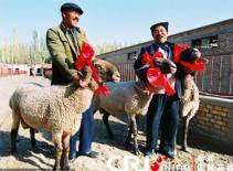 Nuôi cừu Tây Tạng, thú vui mới của đại gia Trung Quốc