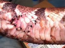 Bị bắt vì cắn... trăn