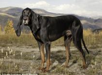 Chú chó có đôi tai dài nhất thế giới 