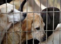 Bảy con chó đói lao vào ăn thịt chủ