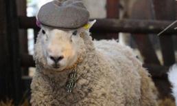 Chú cừu có… "máu dê xồm"