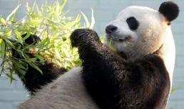 Trà “đắt nhất thế giới” được trồng bằng phân gấu trúc