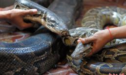 Làm đám cưới cho… rắn 