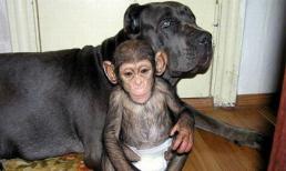 Tinh tinh làm "con nuôi" của chó