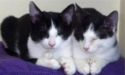 Đôi mèo đột biến 54 ngón chân