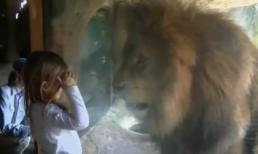 Bé gái 3 tuổi mặt đối mặt với sư tử hung dữ