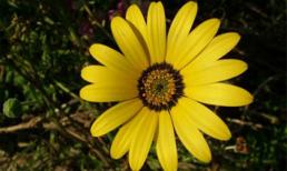 Chủ nhật của bạn (15/01/2012)