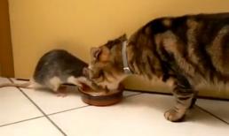 Video: Mèo với chuột tranh nhau uống chung sữa