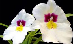 Thứ ba của bạn (17/1)