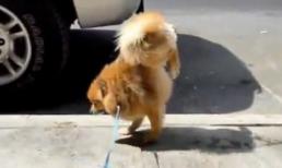 Vừa đi tiểu vừa trồng cây chuối