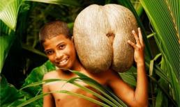 Tò mò quả dừa hình "nhạy cảm"