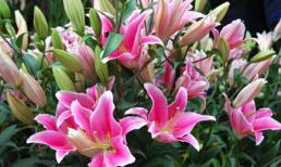 Thứ tư của bạn (18/1) 