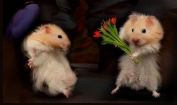 Tết, tết, tết... chết tôi rồi