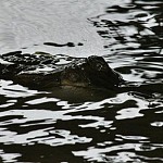 Indonesia: Kinh hoàng cá sấu nuốt trọn bé 10 tuổi