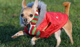 Chú cún có 1.500 bộ quần áo