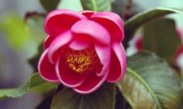 Chủ Nhật của bạn (22/1/2012)