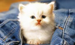 Cuối năm Mão nghe Mèo tâm sự