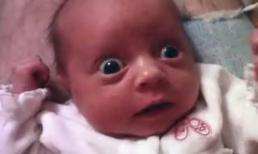 Gà "chống" dỗ con