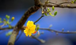 Mùng 2 Tết của bạn