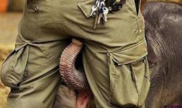 Cười nghiêng ngả cùng voi dài vòi