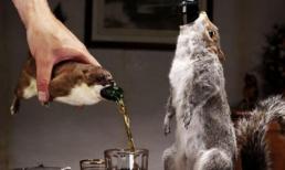 "Ngông cuồng" những hoạt động nghệ thuật gây tranh cãi